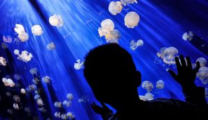  Cum se amenajeaza un acvariu pentru meduze